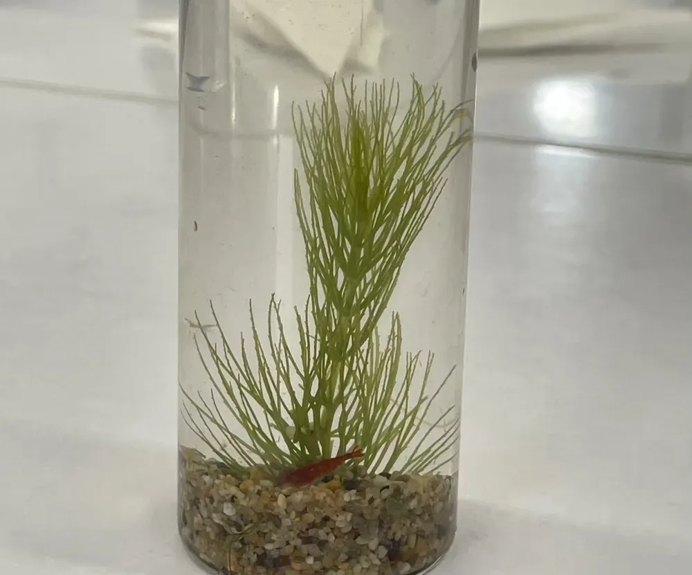 玻璃瓶裡鋪著小石子，插著一株水草，是孩子完成的生態瓶